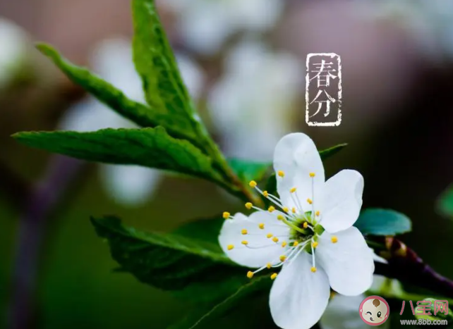 春分后必吃三道菜必做两件事 春分节气有什么特殊性