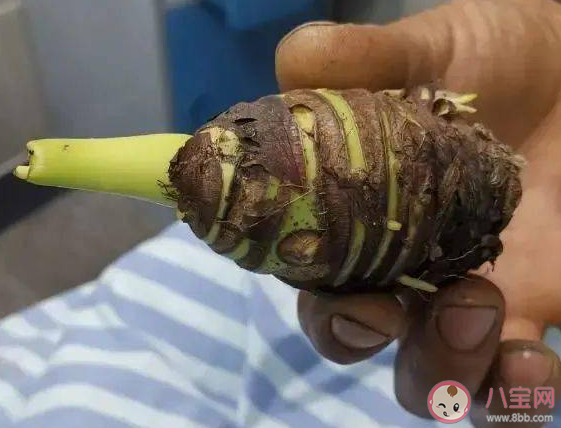 蚂蚁庄园以下哪种植物适合烹饪食用 小课堂3月23日答案