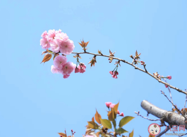 北京赏花10条路线图推荐 赏花正确姿势