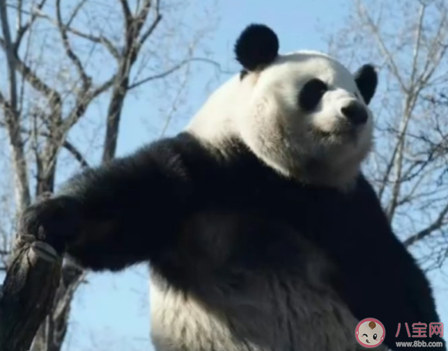 萌兰的院子围栏又双叒被加高了 萌兰有多喜欢越狱