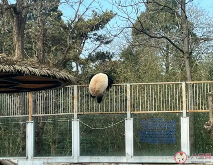 萌兰的院子围栏又双叒被加高了 萌兰有多喜欢越狱