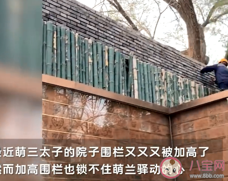 萌兰的院子围栏又双叒被加高了 萌兰有多喜欢越狱