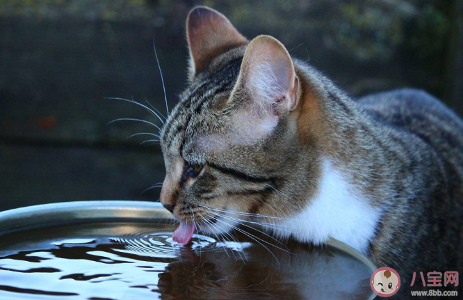 狗狗和猫咪舔水喝有什么区别 猫舔水为什么比狗优雅
