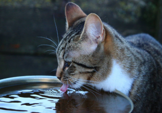 狗狗和猫咪舔水喝有什么区别 猫舔水为什么比狗优雅