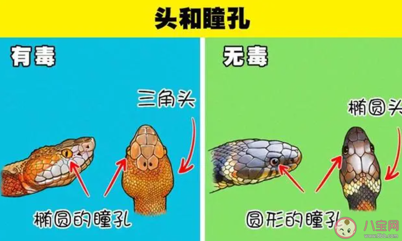 以下哪种动物不会眨眼睛 蚂蚁庄园3月25日答案
