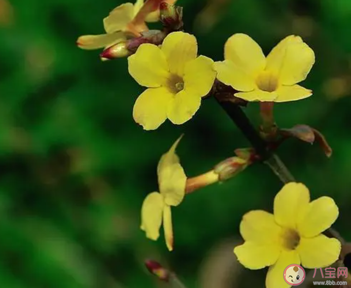 哪种植物一般是先开花后长叶子 蚂蚁庄园3月25日答案介绍