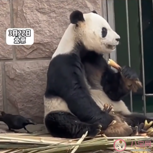 大熊猫被小鸟薅毛毫无反应淡定干饭 大熊猫最喜欢吃的是什么 大熊猫被小鸟薅毛毫无反应淡定干饭 大熊猫最喜欢吃的是什么