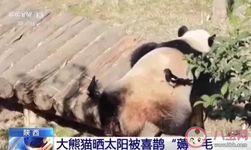 大熊猫被小鸟薅毛毫无反应淡定干饭 大熊猫最喜欢吃的是什么 大熊猫被小鸟薅毛毫无反应淡定干饭 大熊猫最喜欢吃的是什么