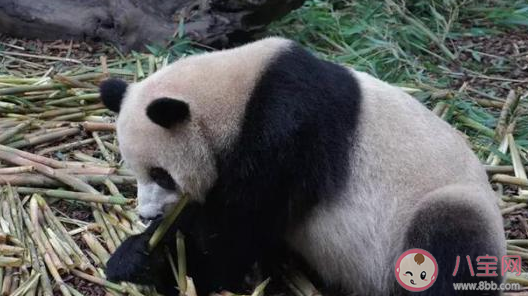 大熊猫被小鸟薅毛毫无反应淡定干饭 大熊猫最喜欢吃的是什么 大熊猫被小鸟薅毛毫无反应淡定干饭 大熊猫最喜欢吃的是什么