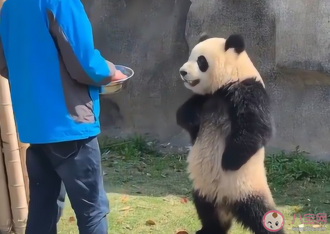 招聘大熊猫饲养员数百份简历零录取 大熊猫饲养员要求有多高