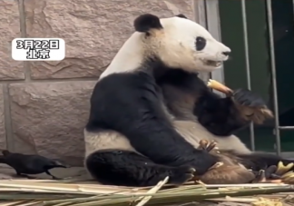 大熊猫被小鸟薅毛毫无反应淡定干饭 大熊猫最喜欢吃的是什么