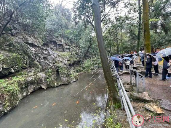 灵隐寺旁小溪中大量放生乌龟死亡是怎么回事 乌龟放生的正确方式