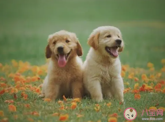 狗狗也会争宠吗 狗狗吃醋争宠怎么办
