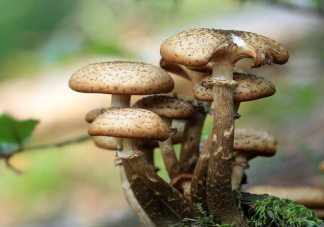 误食野生毒蘑菇怎么办 野生蘑菇烹饪要注意什么