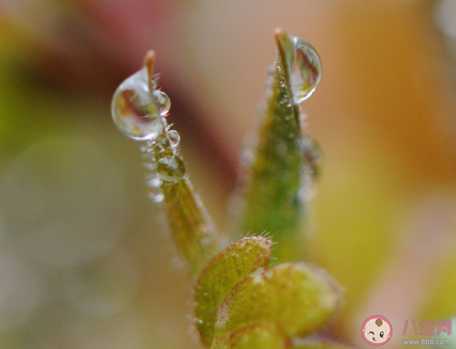 沉浸式倒春寒即将来袭 倒春寒来袭如何应对 沉浸式倒春寒即将来袭 倒春寒来袭如何应对