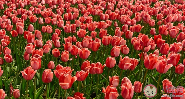 当代年轻人特种兵式旅游 如何看待这种旅游方式 当代年轻人特种兵式旅游 如何看待这种旅游方式