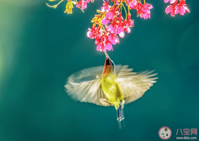 泥融飞燕子沙暖睡鸳鸯描写的哪个季节景象 蚂蚁庄园4月8日答案