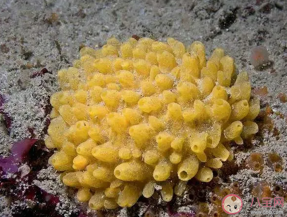 海洋里的海绵是动物还是植物 神奇海洋4月7日答案