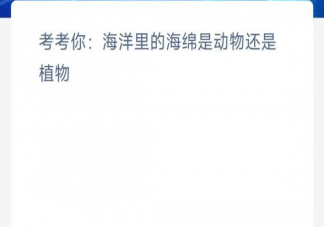 海洋里的海绵是动物还是植物 神奇海洋4月7日答案