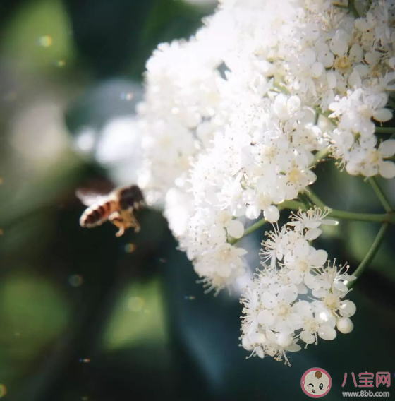 石楠花又腥又丑为什么大面积种植 石楠花的臭味到底是什么味