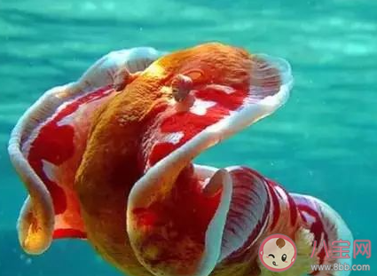 海兔是植物还是动物 神奇海洋4月12日答案