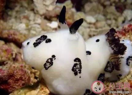 海兔是植物还是动物 神奇海洋4月12日答案