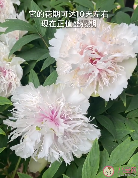 这株牡丹有带刀侍卫24小时守护 牡丹有哪些罕见品种