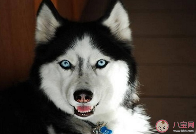 名犬哈士奇其实是一种什么狗 蚂蚁庄园4月14日答案解析