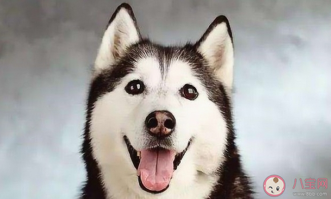 名犬哈士奇其实是一种什么狗 蚂蚁庄园4月14日答案解析