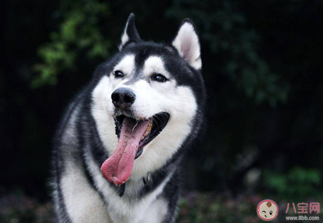 名犬哈士奇其实是一种什么狗 蚂蚁庄园4月14日答案解析