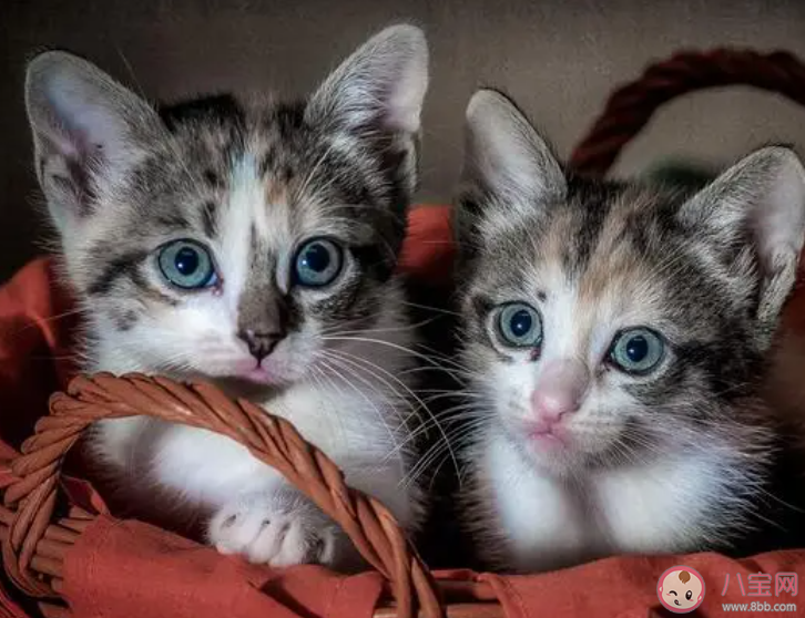 领养猫要提供房产证信息合理吗 领养猫要满足哪些条件