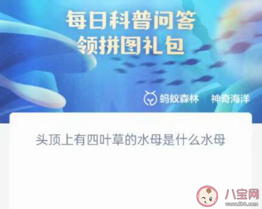 头顶上有四叶草的水母是什么水母 神奇海洋4月20日答案