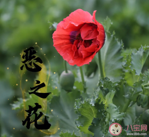 如何快速区分虞美人和罂粟 虞美人和罂粟有哪些区别