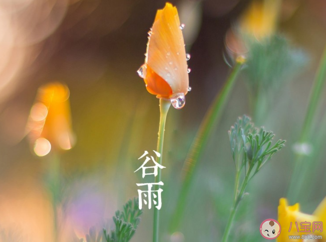 今日谷雨如何养生2023 谷雨节气养生秘笈 今日谷雨如何养生2023 谷雨节气养生秘笈