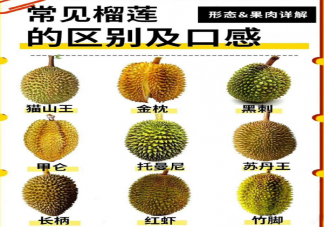 不同产地的榴莲有什么不同 榴莲升糖很厉害吗
