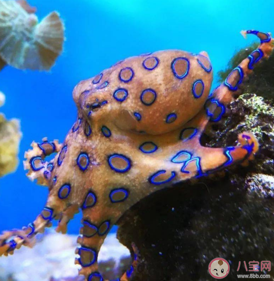 蓝环章鱼的毒没有解药 蓝环章鱼毒素来源于什么