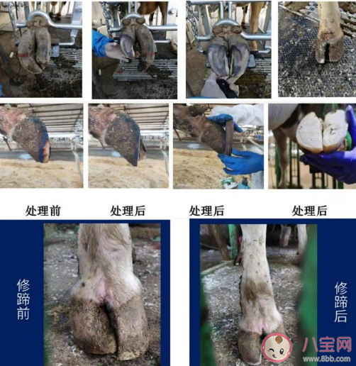 奶牛美甲师月入过万是真的吗 奶牛美甲师是做什么的