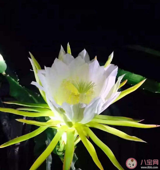 天山雪莲是莲花吗 天山雪莲有什么药效作用