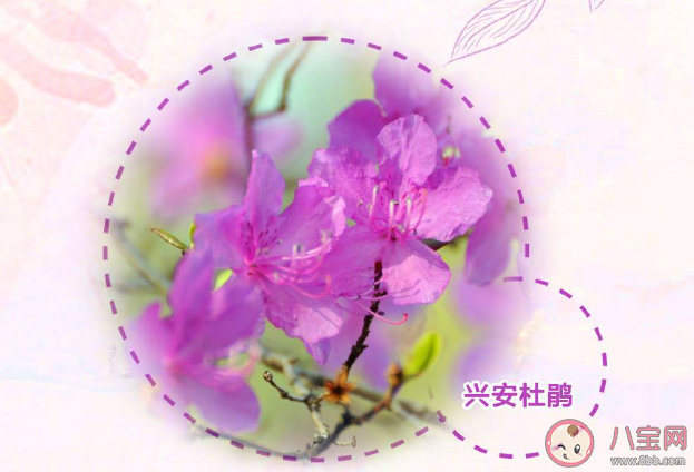 干枝梅是梅花吗 干枝梅有毒吗