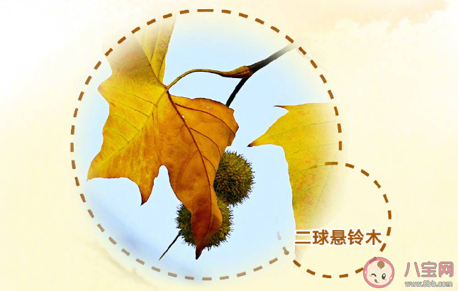 二球悬铃木就是法国梧桐吗 悬铃木为什么会掉毛