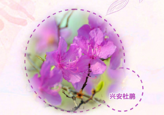 干枝梅是梅花吗 干枝梅有毒吗