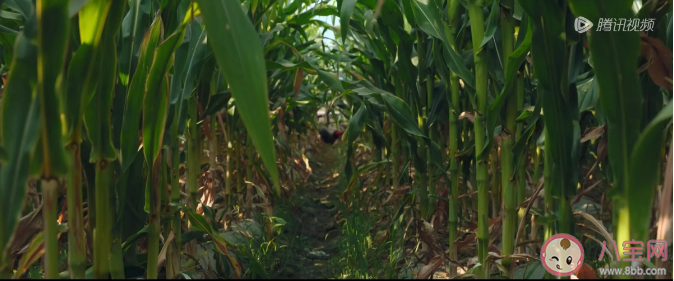 《漫长的季节》王响死了吗 《漫长的季节》大结局介绍 《漫长的季节》王响死了吗 《漫长的季节》大结局介绍