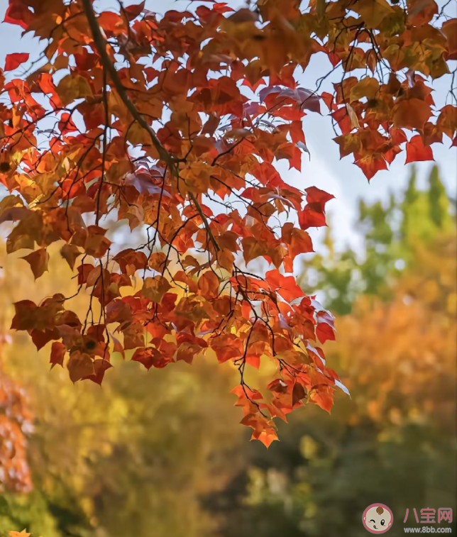 为什么很多人不发朋友圈了 关闭朋友圈一年后的变化有哪些