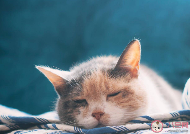 猫咪真的会模仿人类行为吗 猫咪可以理解人类的行为语言吗