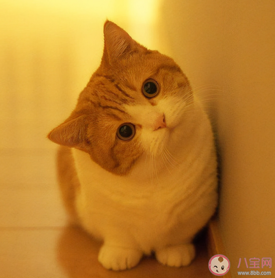 猫咪真的会模仿人类行为吗 猫咪可以理解人类的行为语言吗