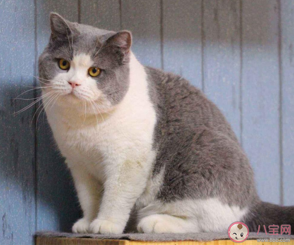 猫咪真的会模仿人类行为吗 猫咪可以理解人类的行为语言吗