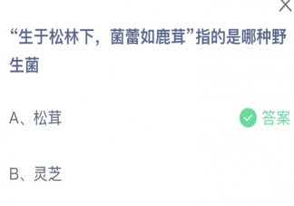 生于松林下菌蕾如鹿茸指的是哪种野生菌 蚂蚁庄园5月18日答案