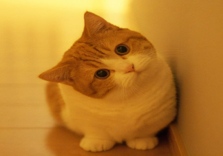 猫咪真的会模仿人类行为吗 猫咪可以理解人类的行为语言吗