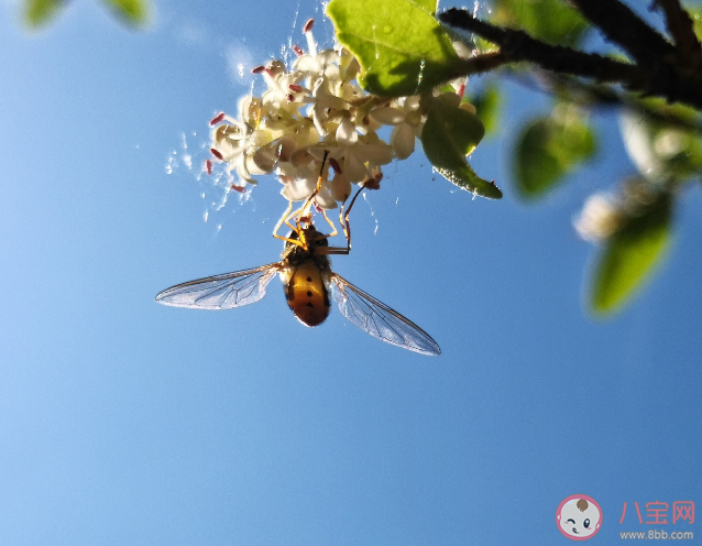 为什么虫子都喜欢往有光的地方飞 什么颜色的光会更吸引虫子