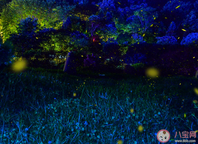 为什么虫子都喜欢往有光的地方飞 什么颜色的光会更吸引虫子